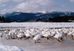 冬の間も水を張っておく中村さんの田圃には、毎年白鳥たちがやってくる